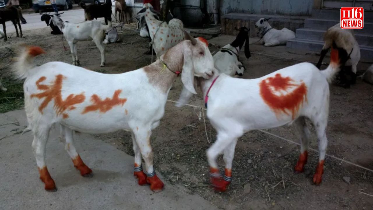 Bakra Eid guidelines from Islamic scholars